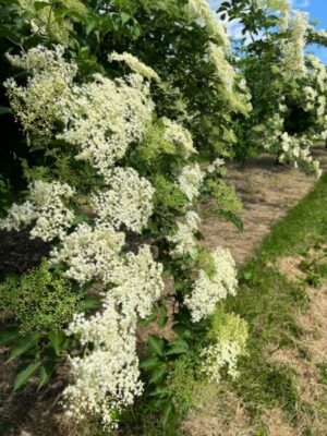 Hollunder, Blüten, räuchern, trocknen,